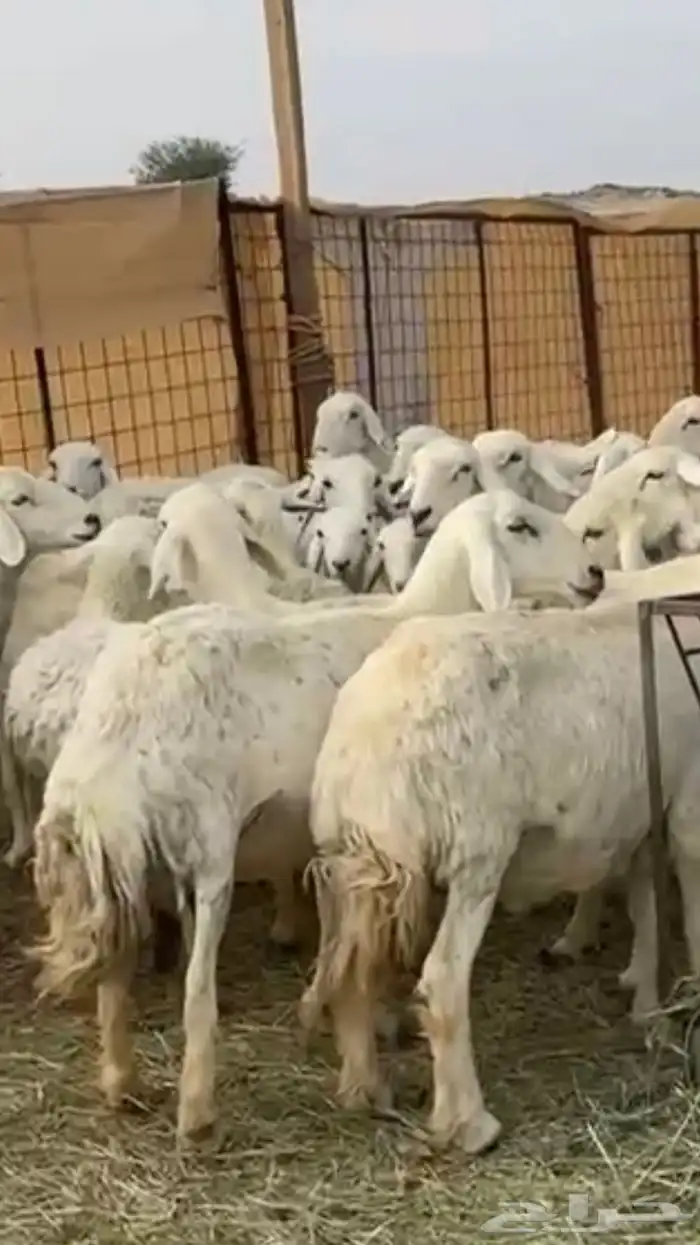 حريات دفيع 8