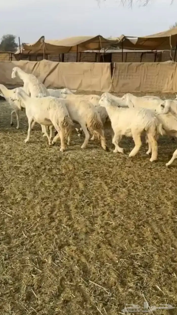 حريات دفيع 15