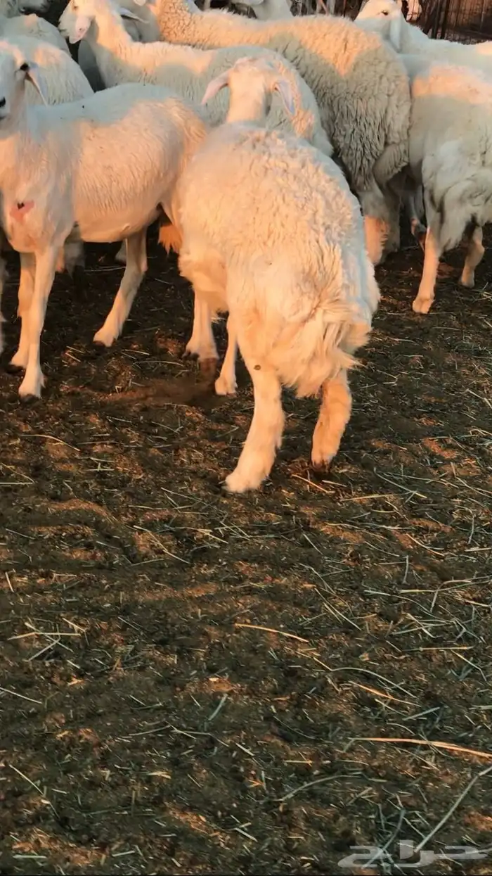 رخال حرش مراح 7