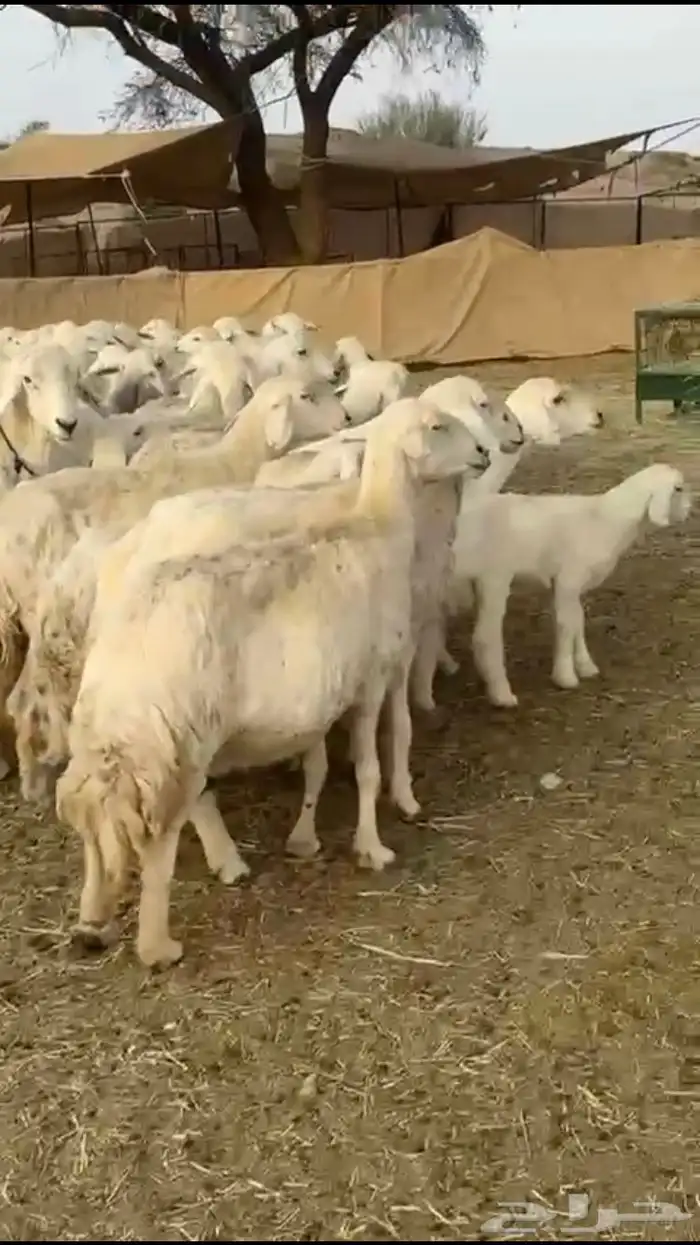 حريات دفيع 1