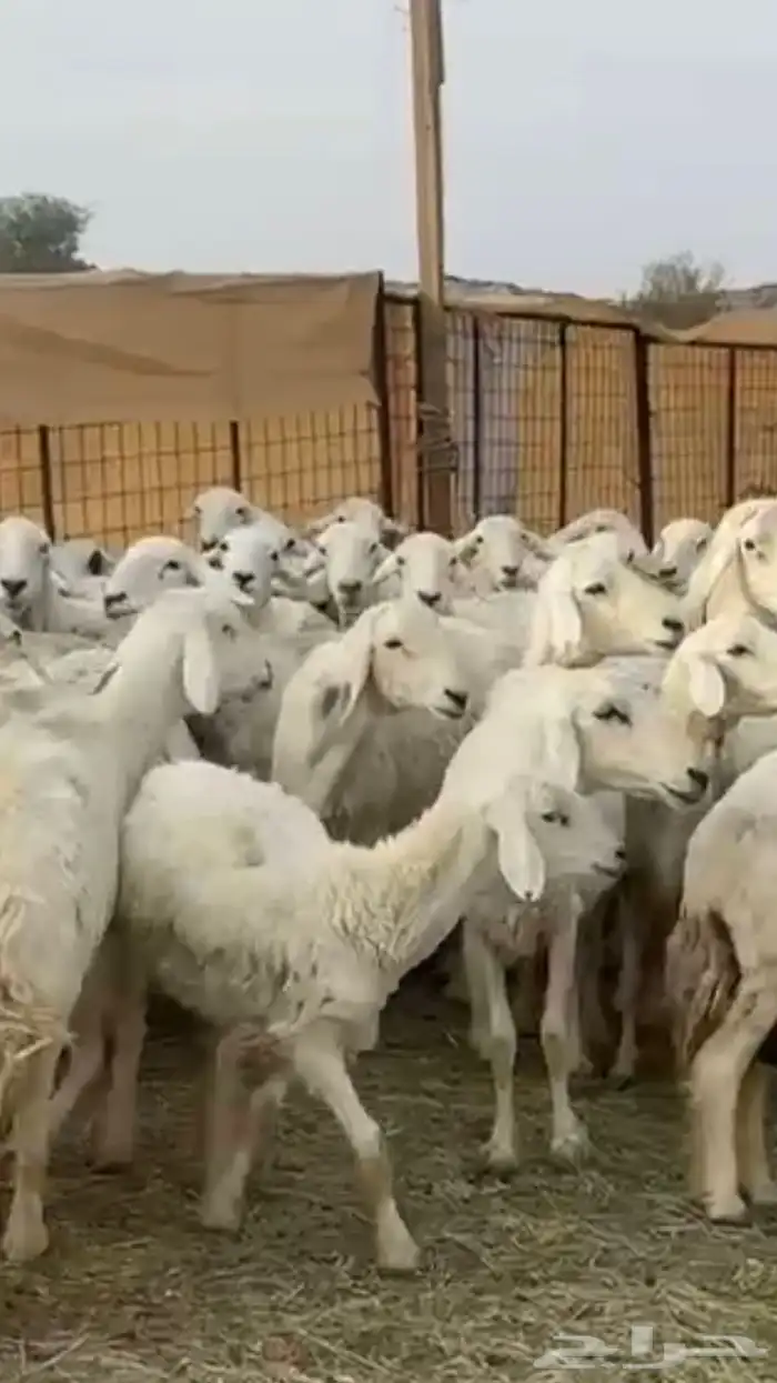 حريات دفيع 7