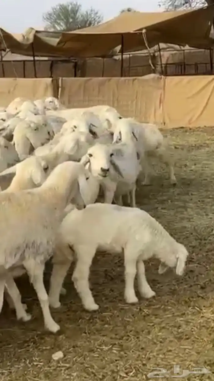 حريات دفيع 0