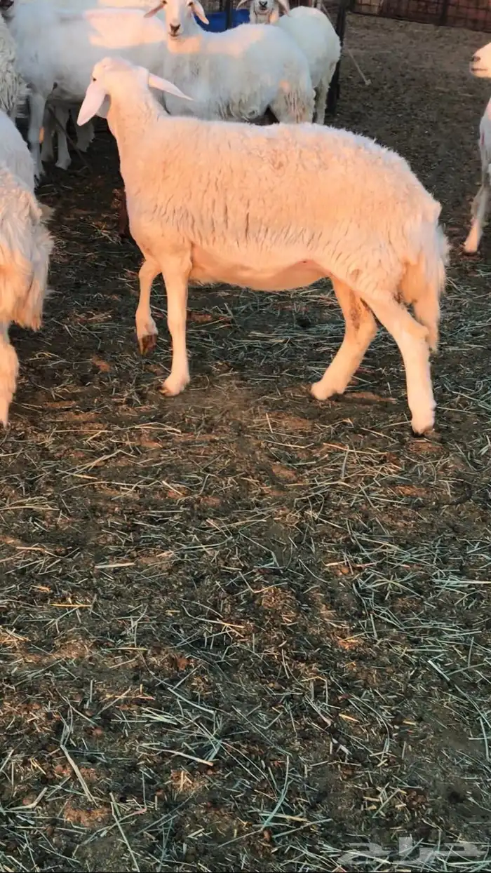 رخال حرش مراح 1