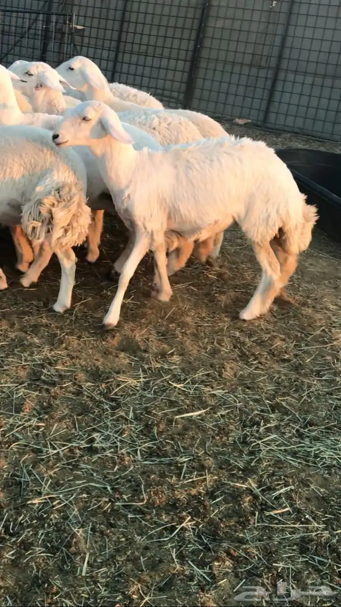 رخال حرش مراح 0