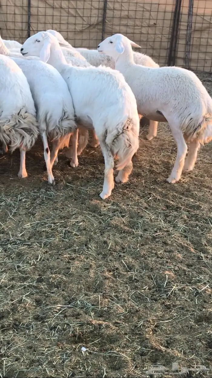 رخال حرش مراح 4