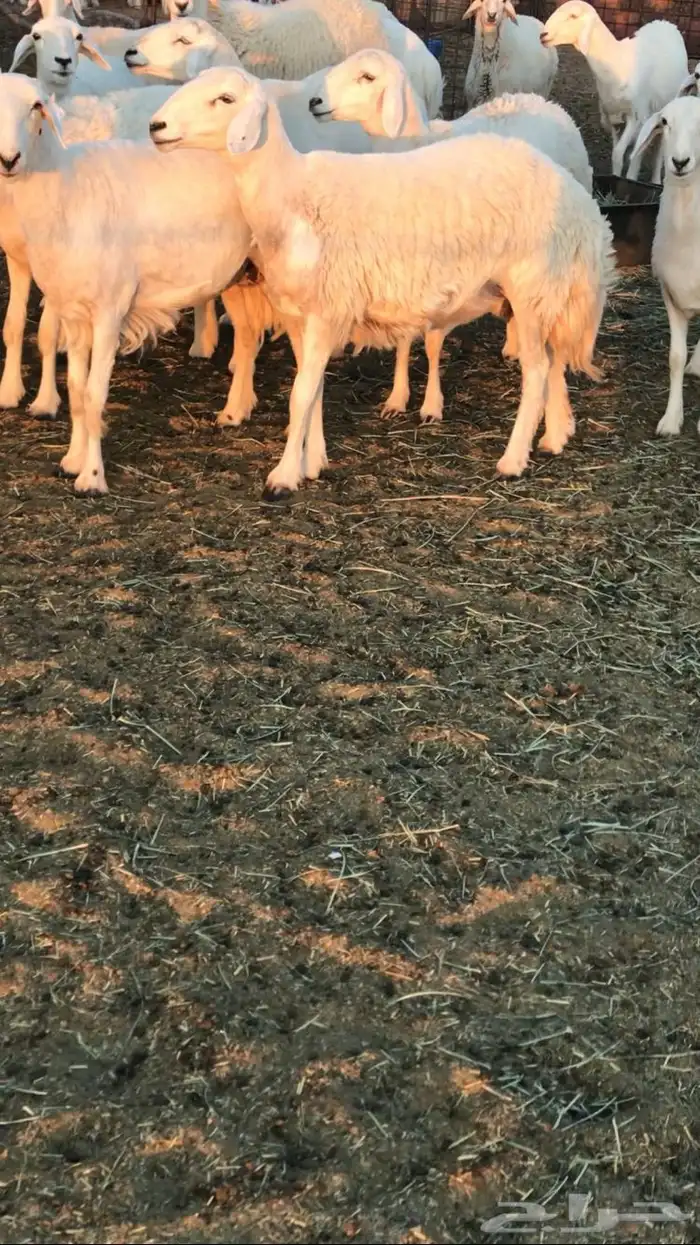 رخال حرش مراح 9