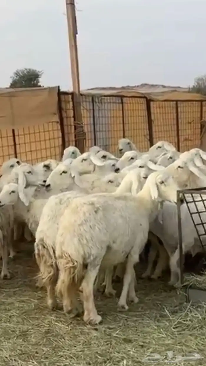 حريات دفيع 6