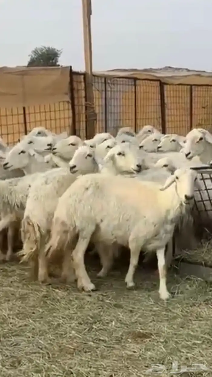 حريات دفيع 5