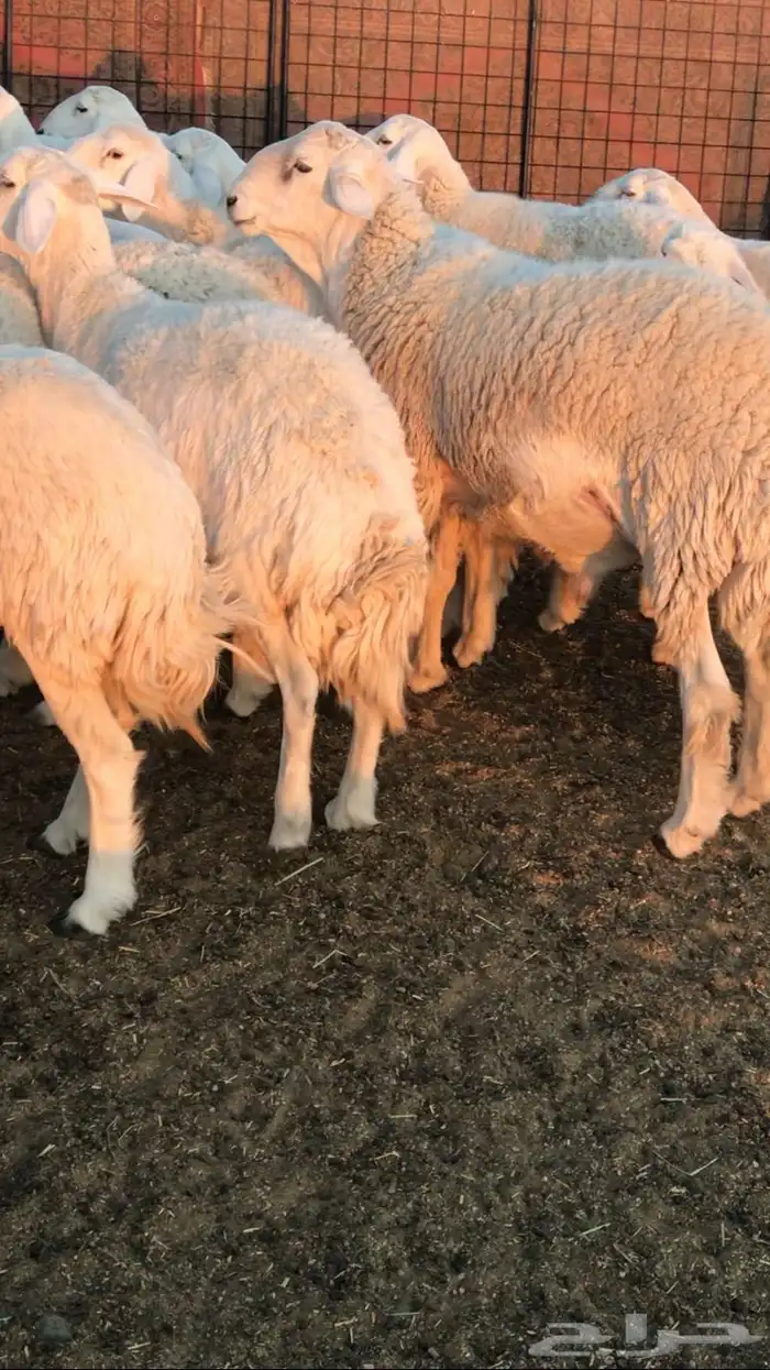 رخال حرش مراح 2