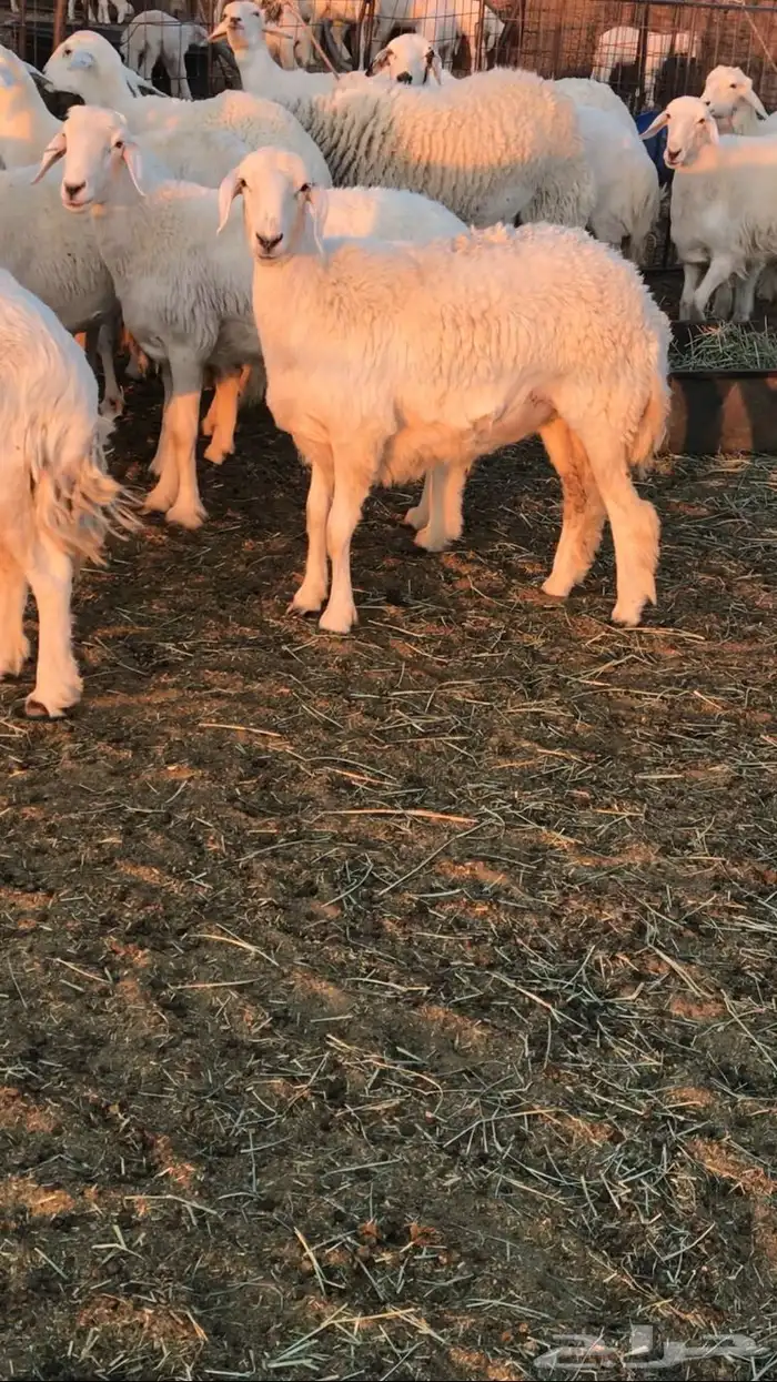 رخال حرش مراح 5