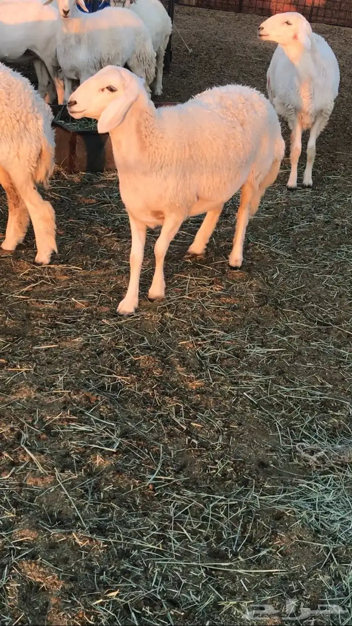 رخال حرش مراح 8