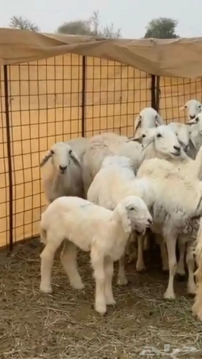 حريات دفيع 4