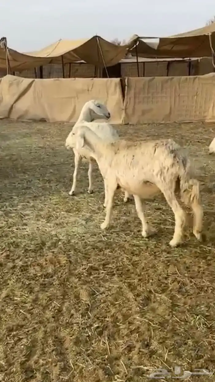 حريات دفيع 12