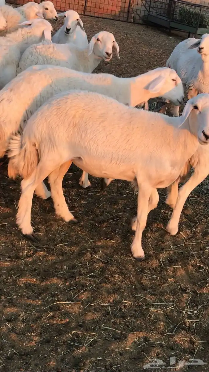 رخال حرش مراح 6