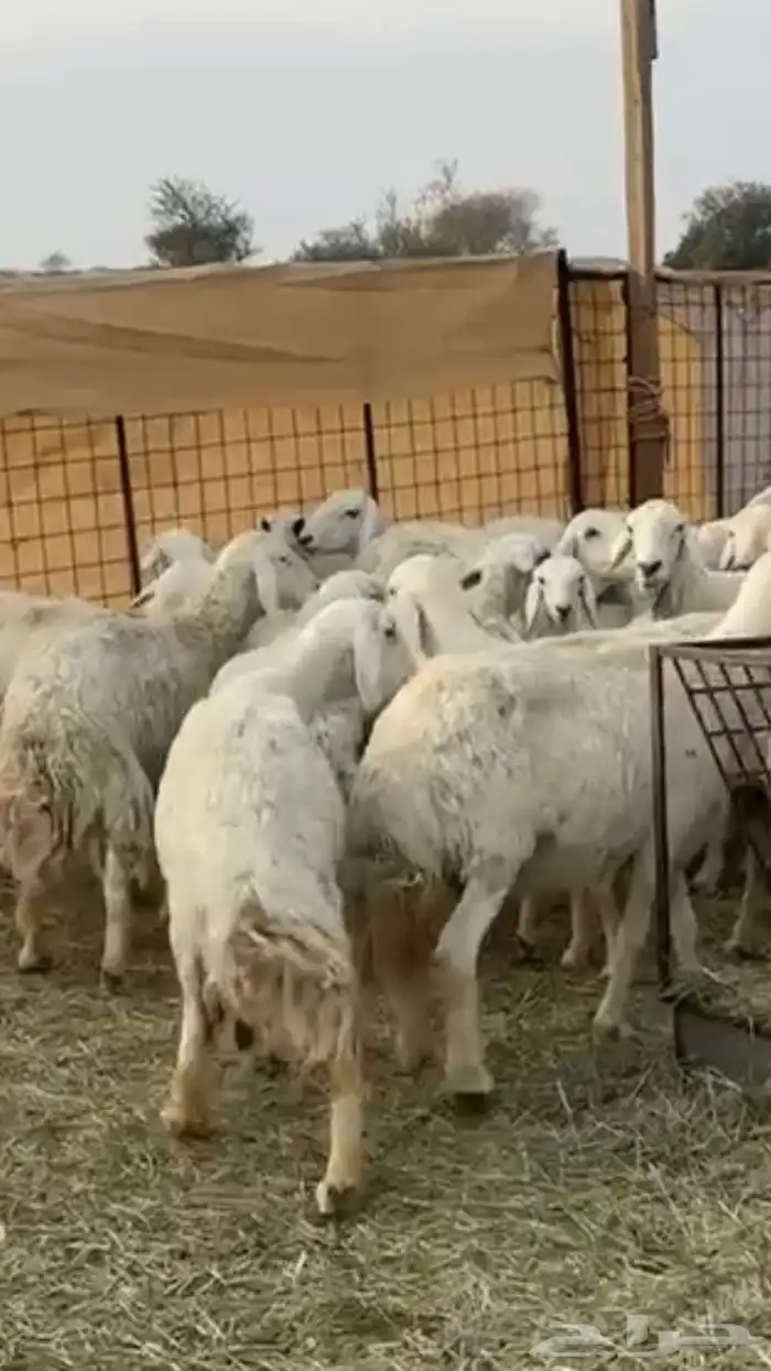 حريات دفيع 10