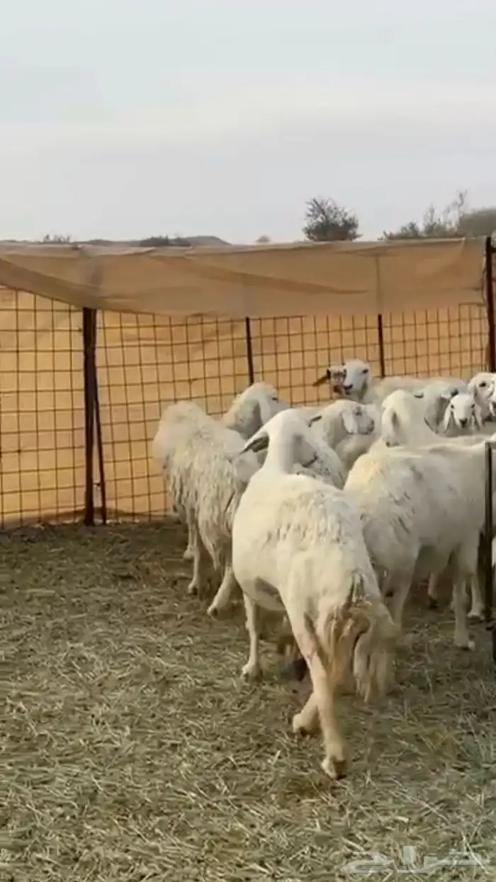 حريات دفيع 9