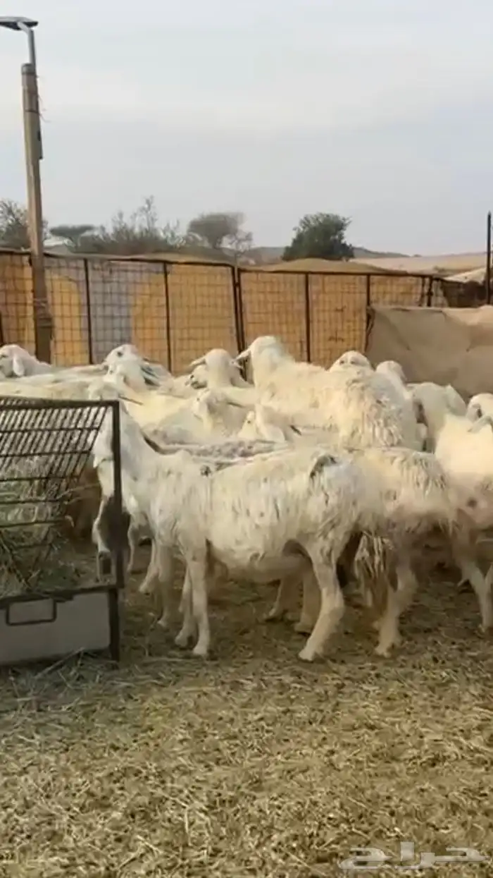 حريات دفيع 11