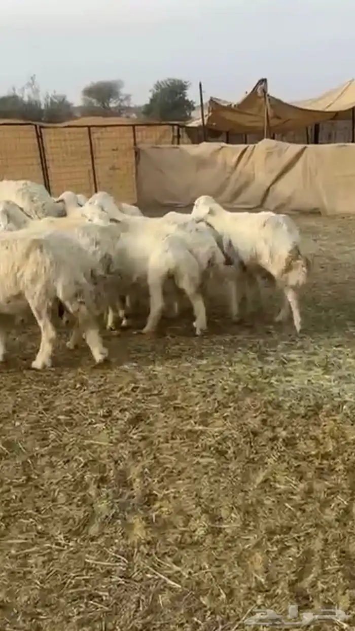 حريات دفيع 13