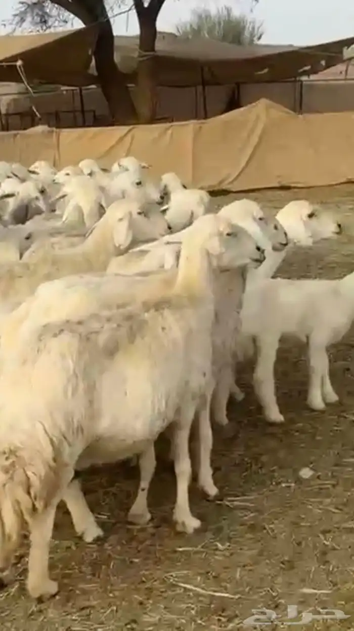 حريات دفيع 2