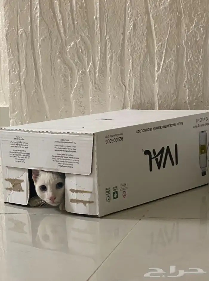 قطط للتبني 13