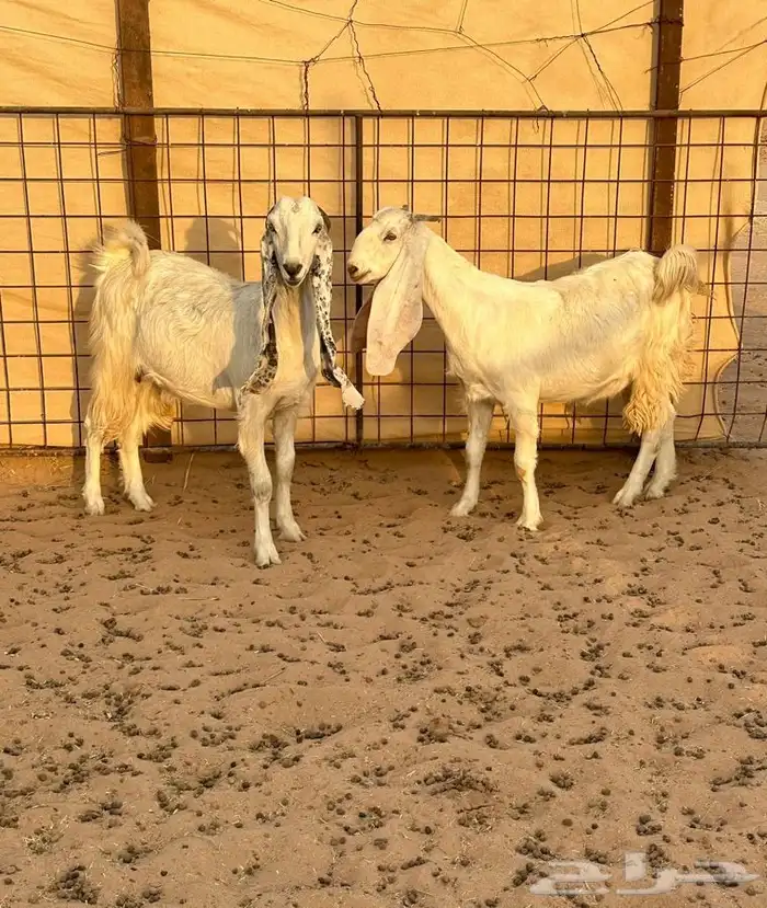 معزاء طيبه ونعيميه ثنيه 1