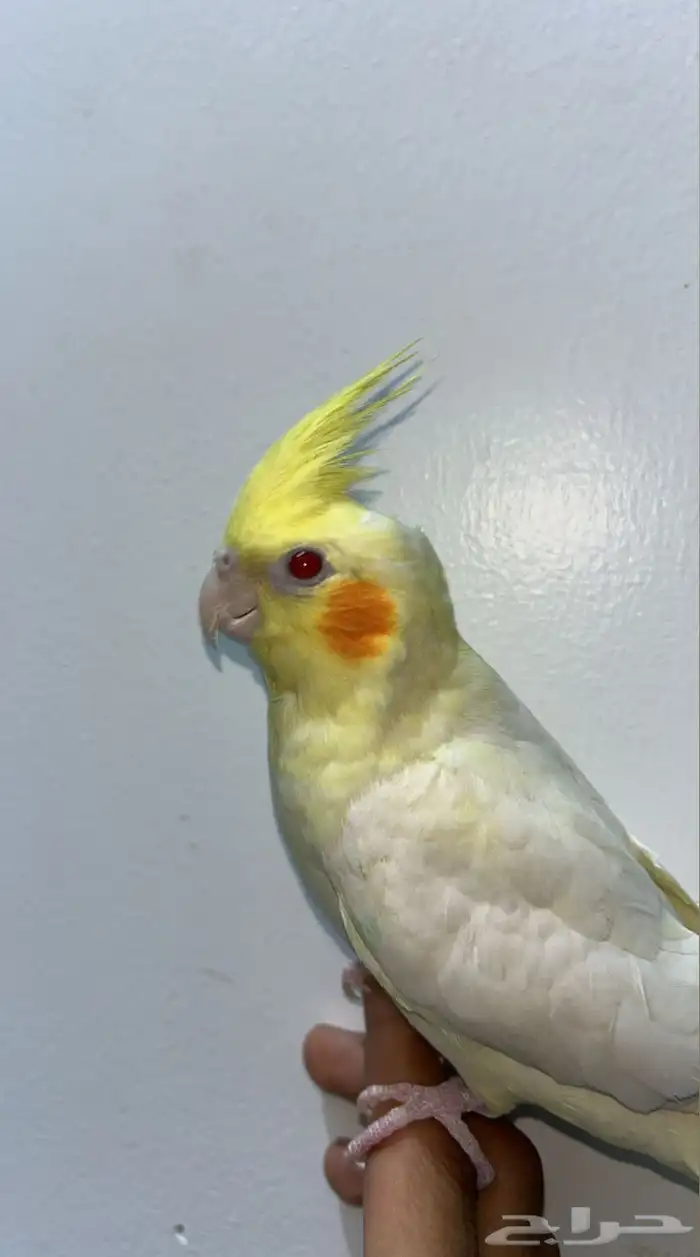 بغبغان كرمال 4