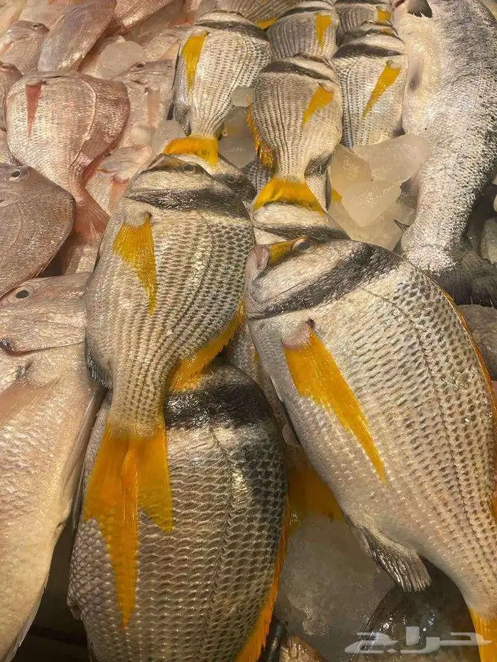 البيع الاسماك المحليه 8