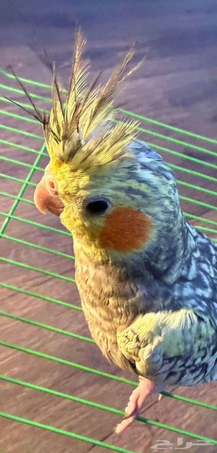 كروان كراوين كوكتيل 0