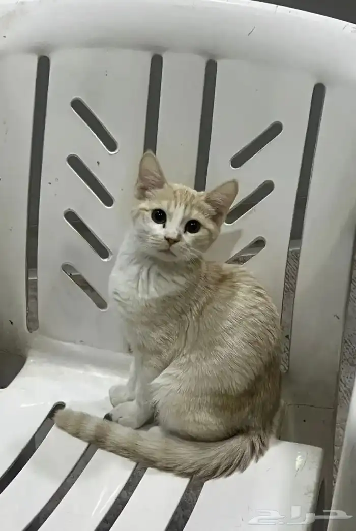 قطط للتبني دمام الظهران الخبر 2