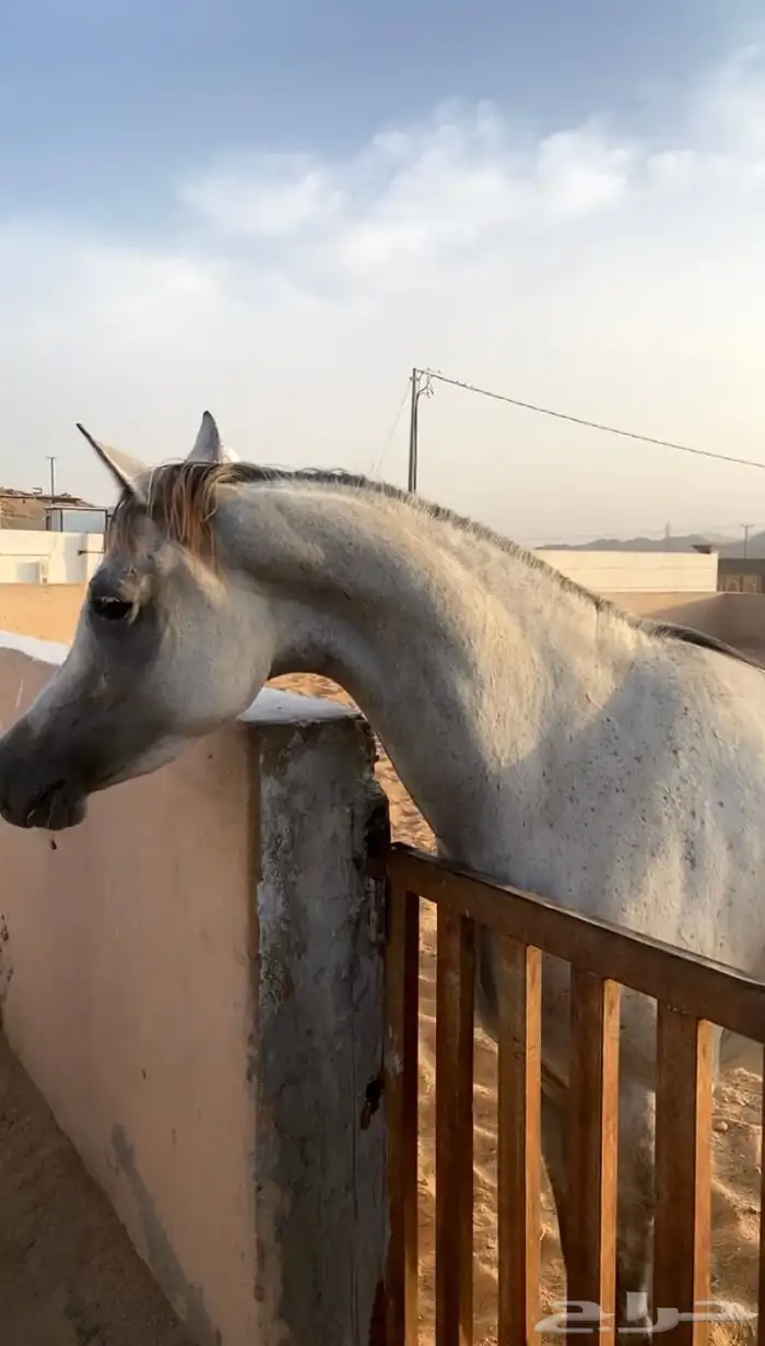 فرس لقاح 8 شهور 2