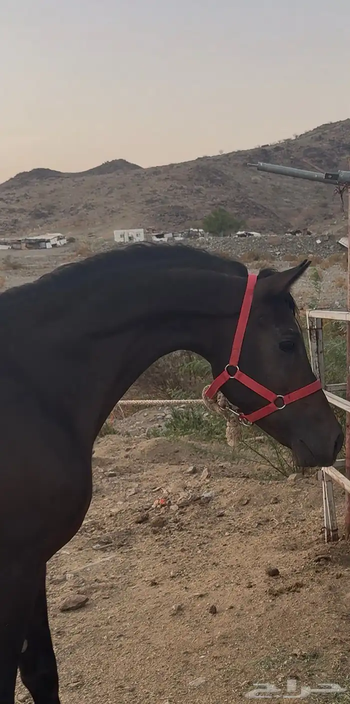 حصان للبيع 3