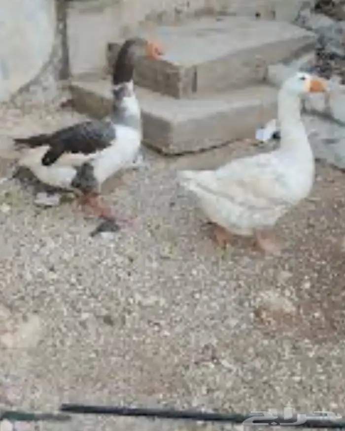 جوز وز للبيع 0