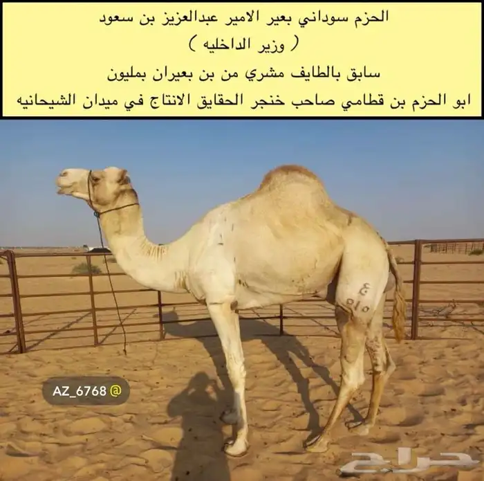 للبيع لقية شكل وسلالة وجاهزه للمناخ ( هجن ) 1