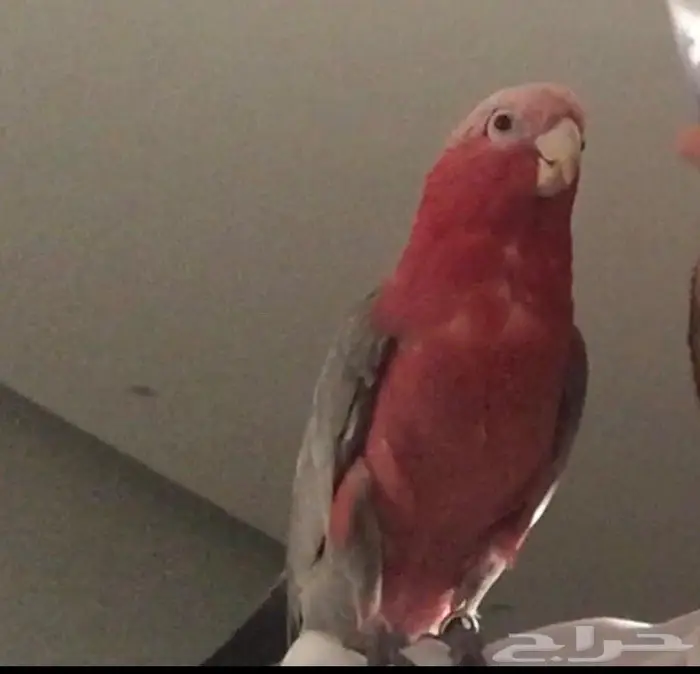 كوكاتو قالا - غالا 1