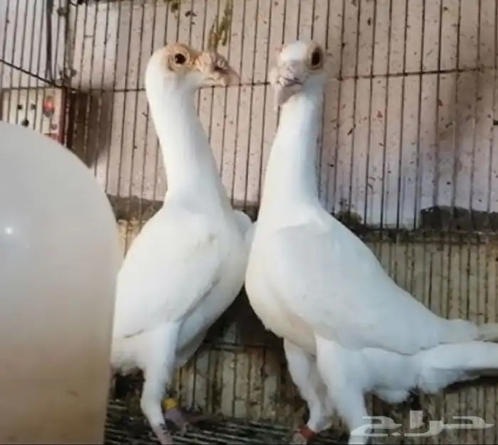 طبات كارير ابيض 11