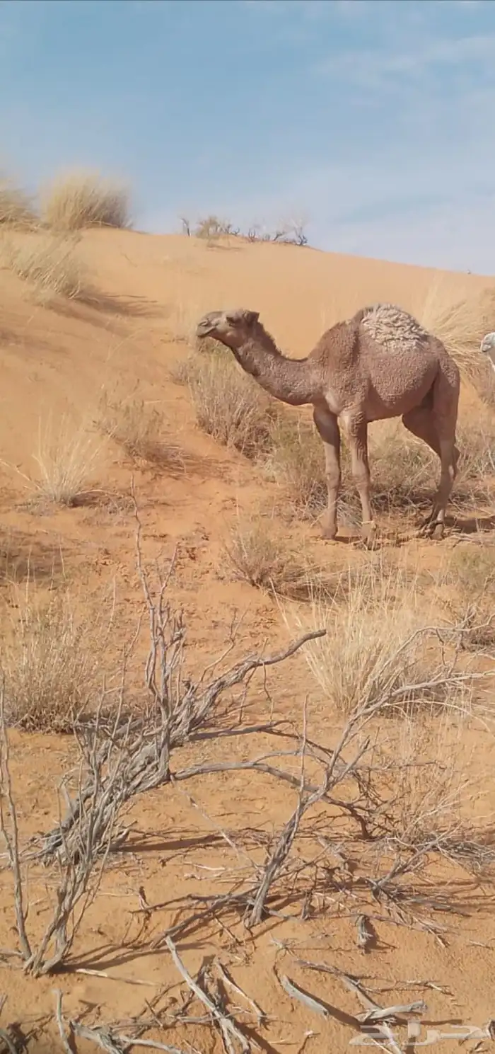 قعود حيسوني 0