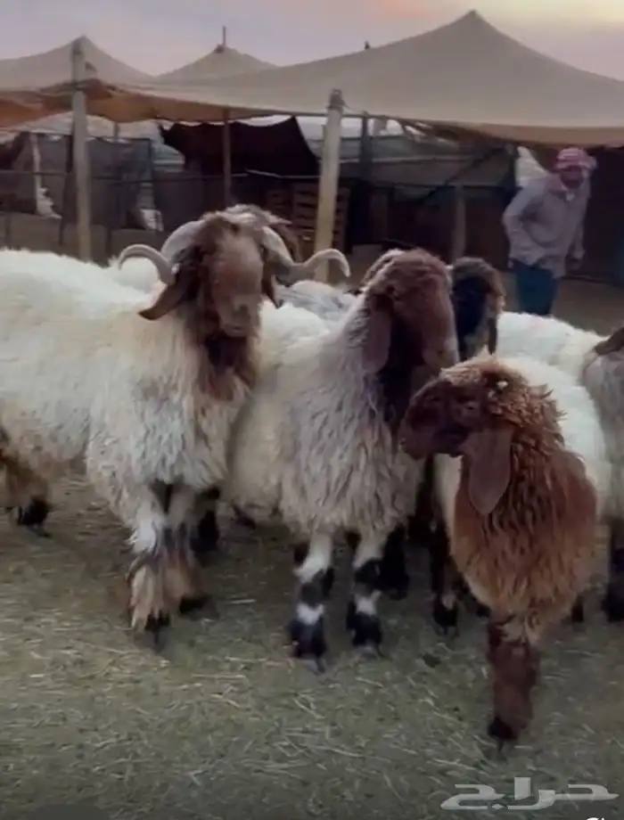 للبيع غنم نعيم 1