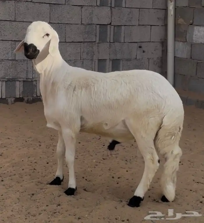 خروف سواكن مرباا ذبيحه العمر 10 شهور 0