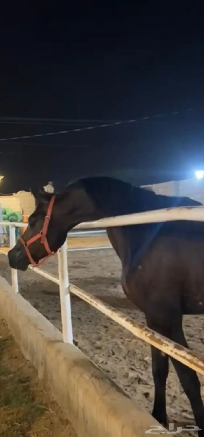 حصان للبيع 0