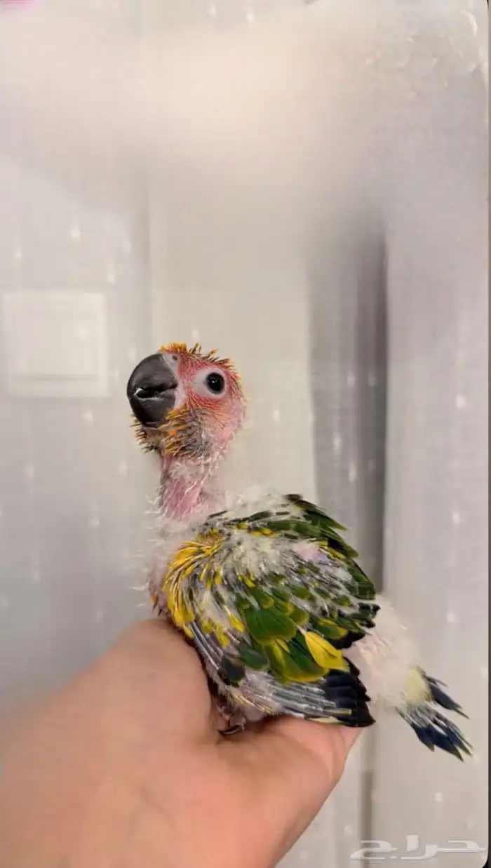 فرخ صن كنيور (انتاج محلي ) صبغه 0