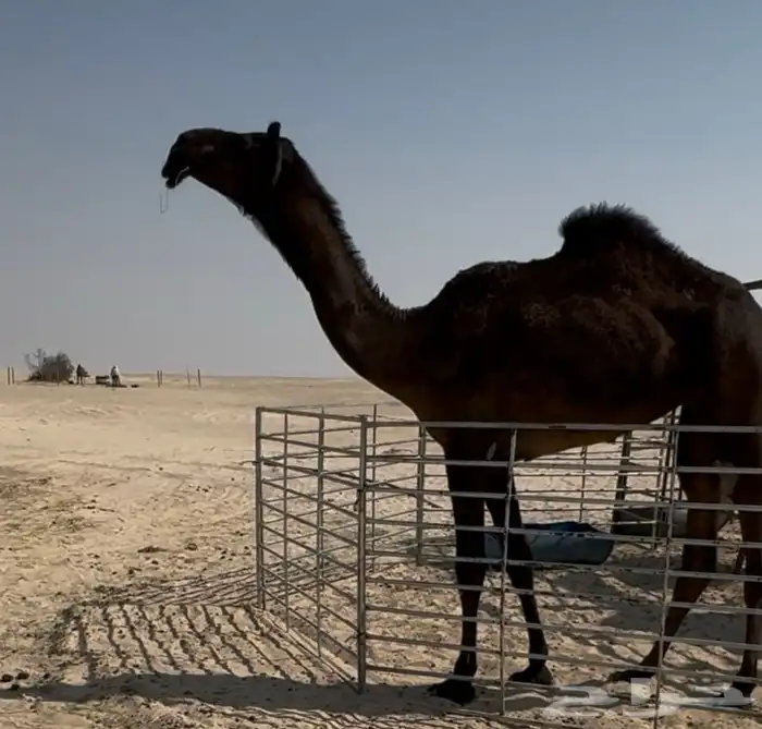 للبيع حقه فردية مجهم سلالة وحيدان 1