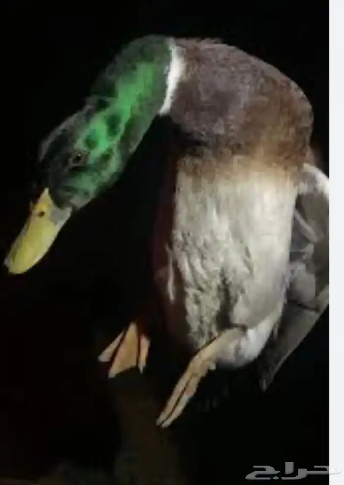 بط شرشيري ذكور 0