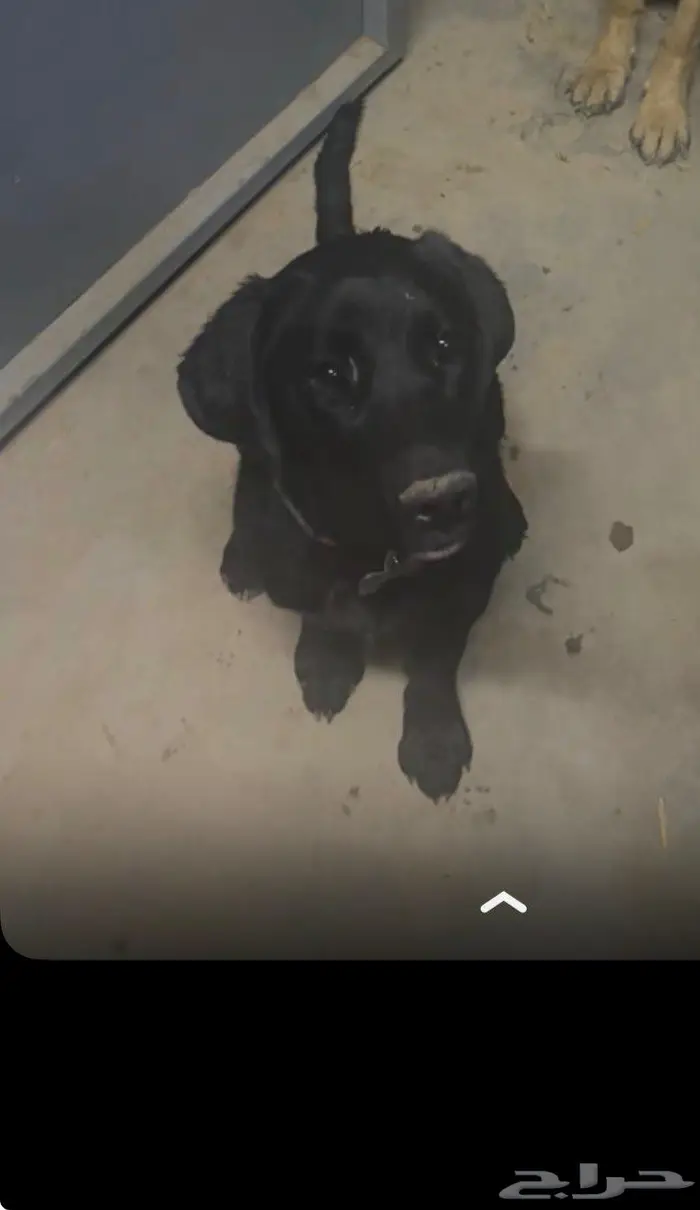 كلبة مفقوده مكافأه ماليه لمن يجدها 0