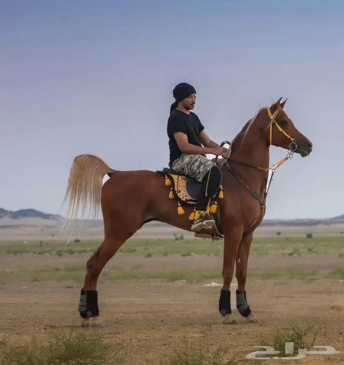 حصان خيل واهو اشقر مذهب 2