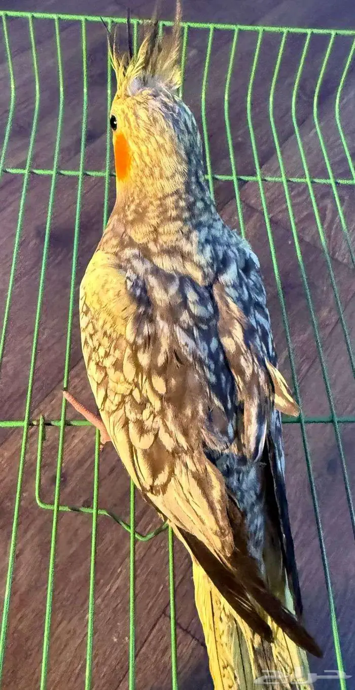 كروان كراوين كوكتيل 5