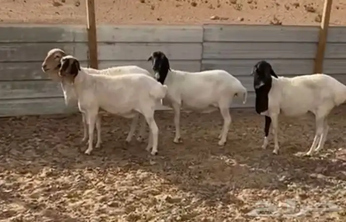 للبيع عدد 4 شياه برابر تامات جروم طيبه مع الفحل وماشرط ضريع 1