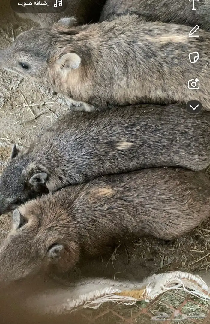 وبران للبيع على الشرط كفو الموقع خميس مشيط 2