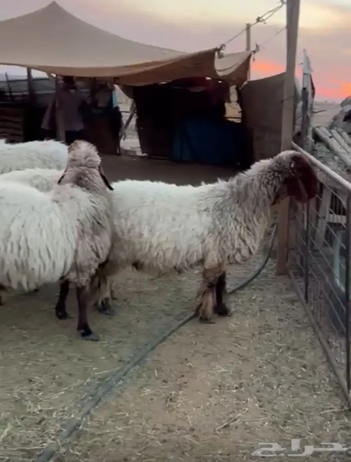 للبيع غنم نعيم 2