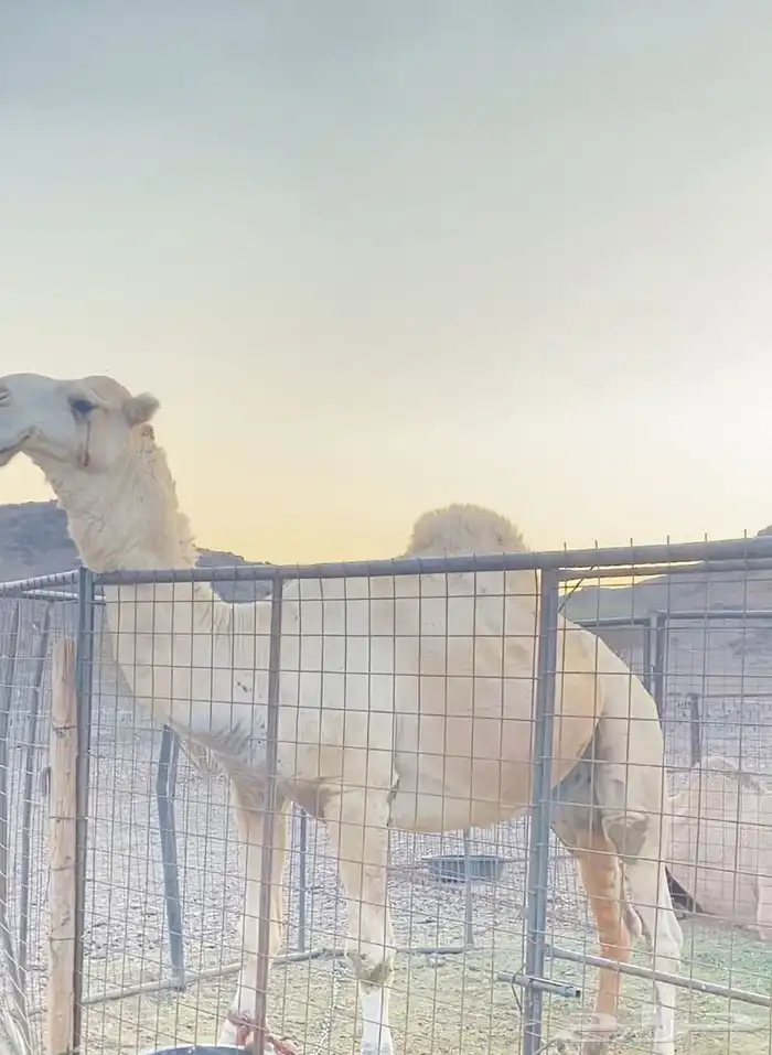 بعير اوضح سديس جرم 5