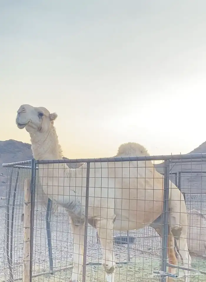 بعير اوضح سديس جرم 4